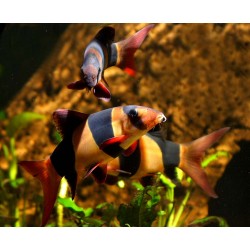 Aquarium Care For Freshwater Fish